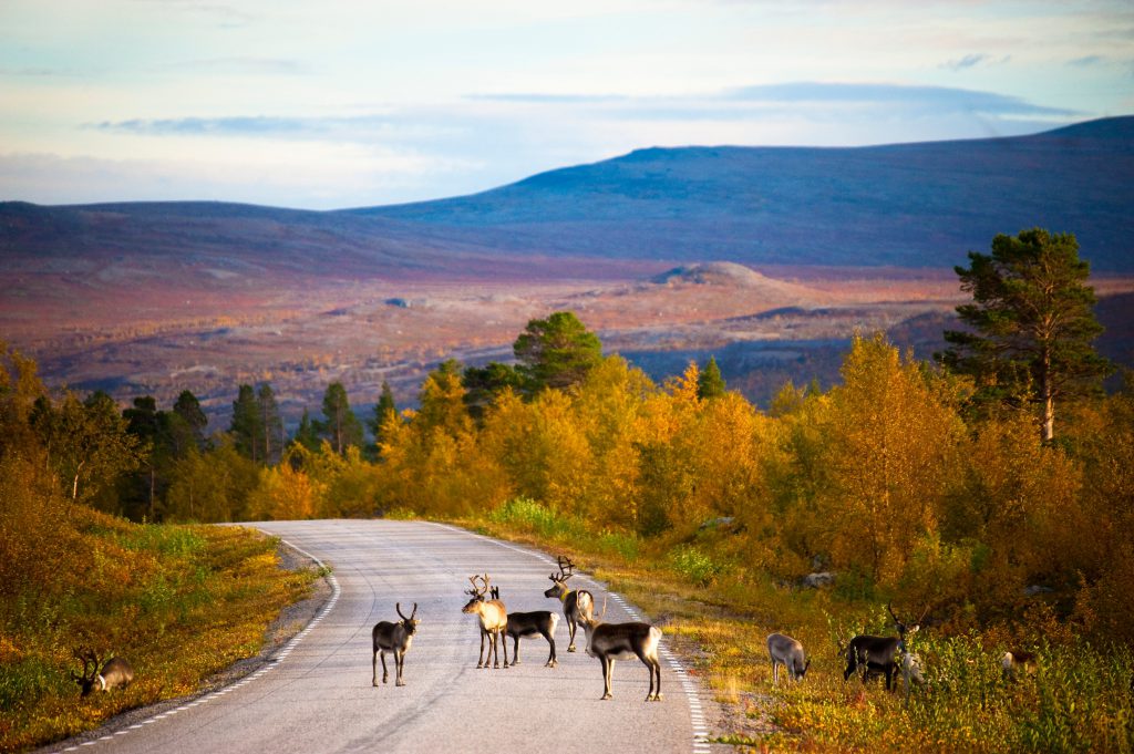 Reindeer on the road in Finland